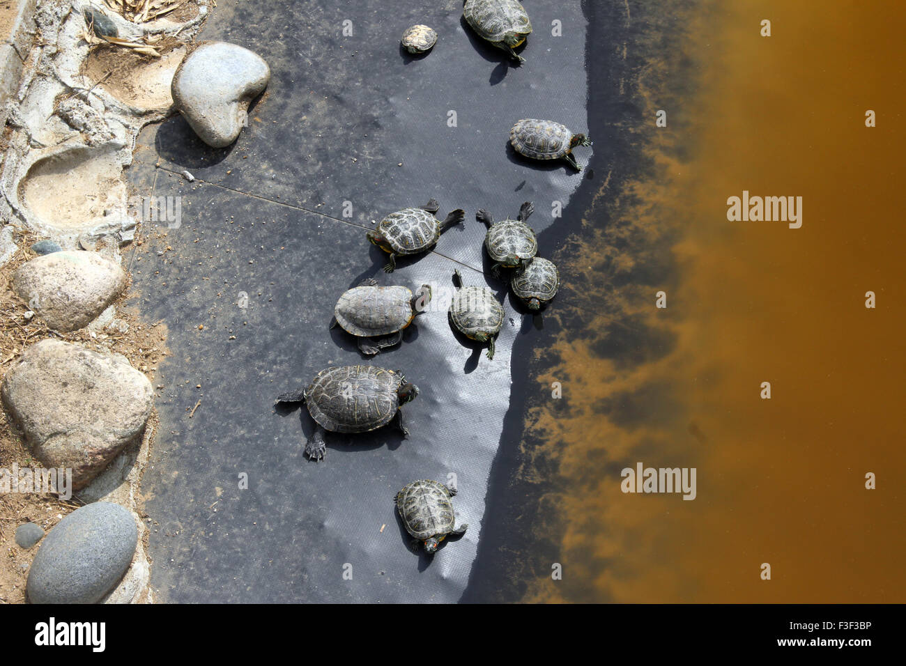Schildkröten auf einen umgestürzten Baumstamm am Rand eines Teiches sitzt. Sieht wie, dass sie zum Schwimmen gehen. Stockfoto