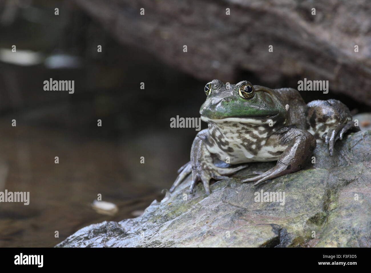 Frosch sitzt auf einem nassen Stein in die Kamera schaut. Stockfoto