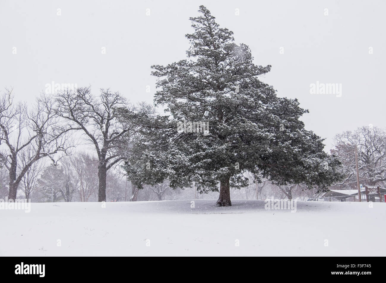 Eine Schneewetter Szene in Oklahoma zeigt einen immergrünen Baum während eines Schneefalls. USA Stockfoto