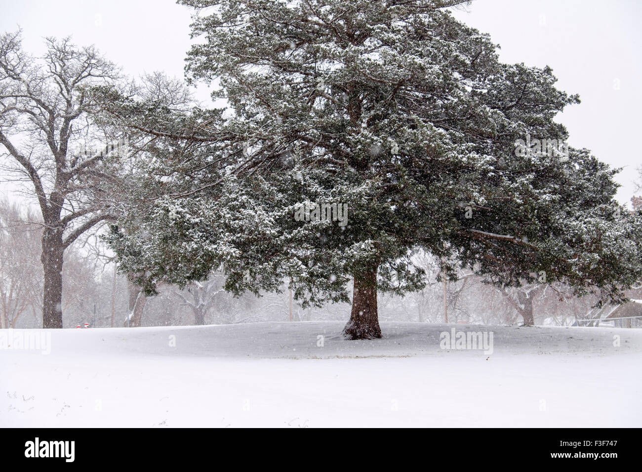 Eine Schneewetter Szene in Oklahoma zeigt einen immergrünen Baum während eines Schneefalls. USA Stockfoto