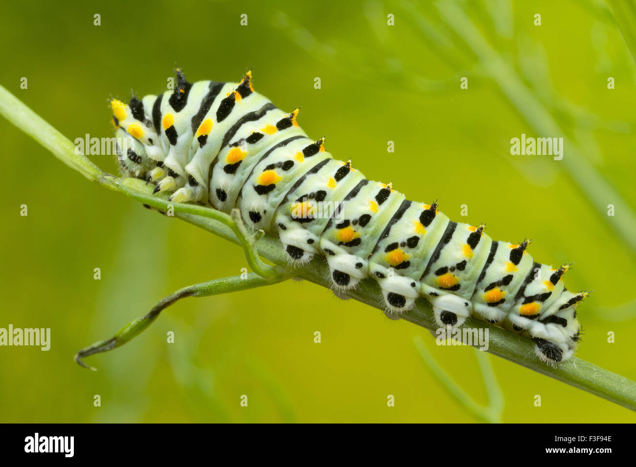Schwalbenschwanz-Catrepillar, 6 Tage nach dem Schlupf und ca. 20mm in der Länge. Stockfoto