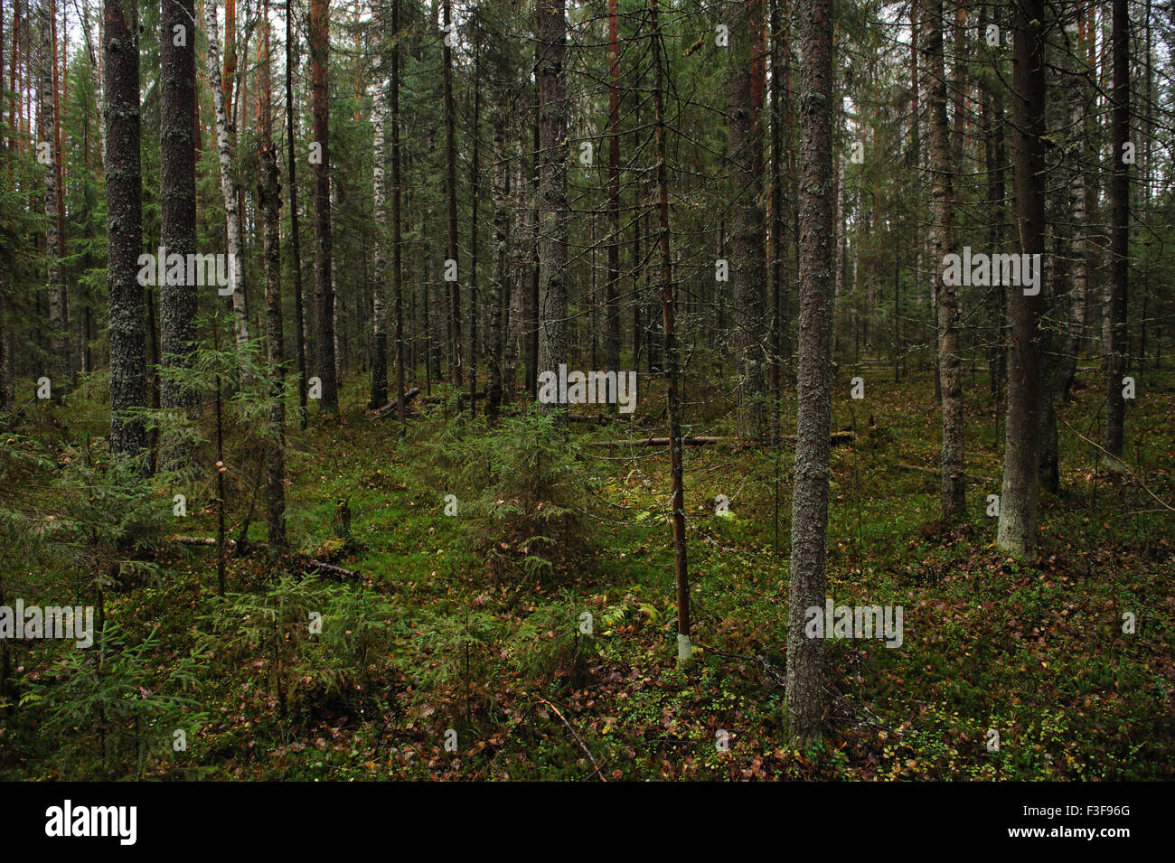 Landschaft. Bäume tief in Taiga. Stockfoto