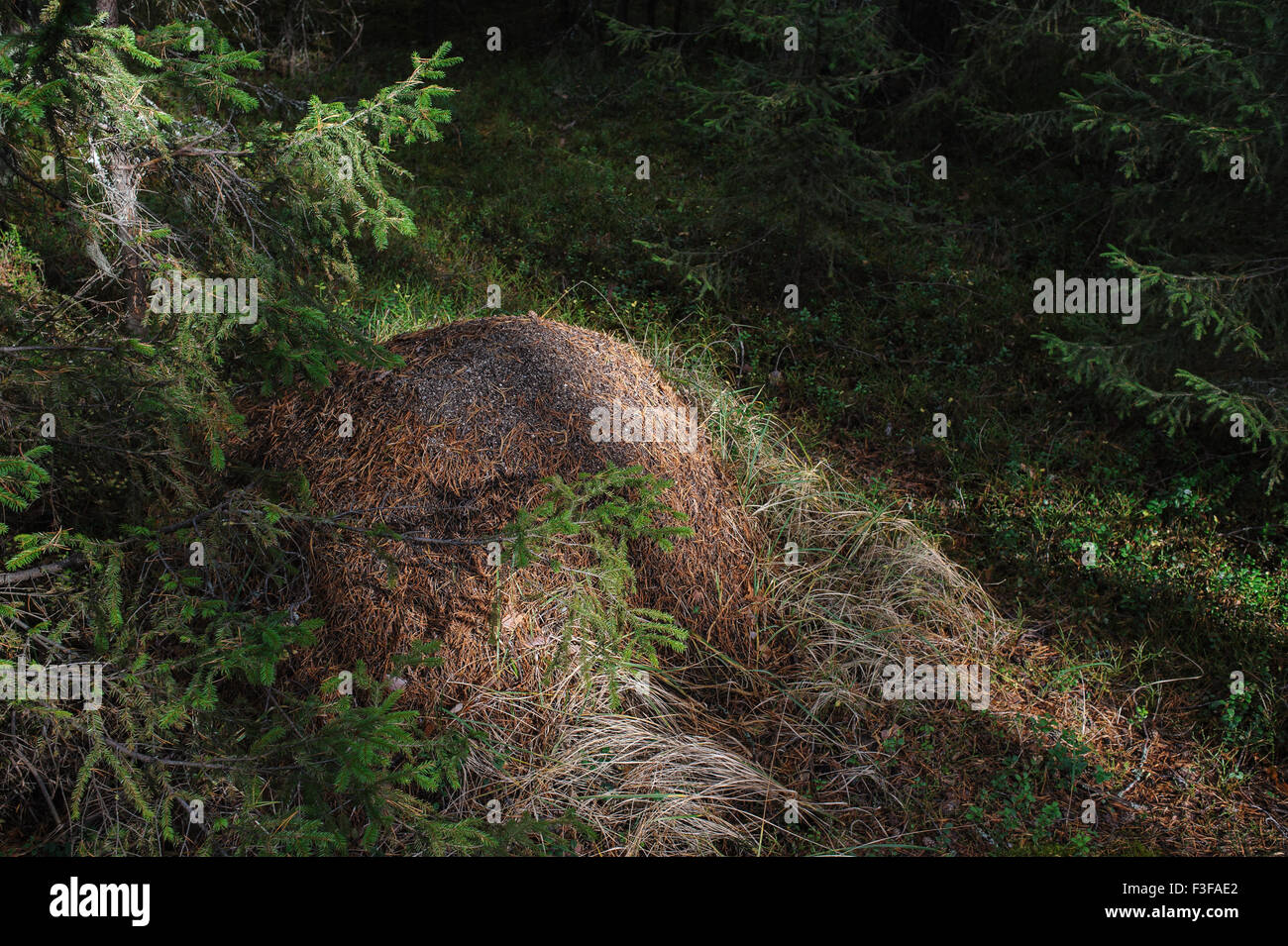 Ameisenhaufen im Schatten der Pinien. Stockfoto