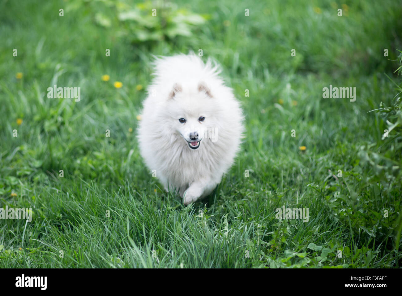 süße Malteser Hund Gras sitzen Stockfoto