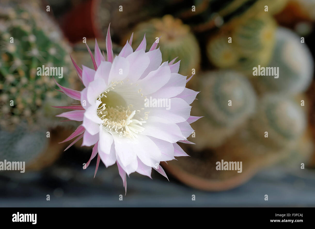 Blhende weie kaktusblte -Fotos und -Bildmaterial in hoher Auflsung   Alamy