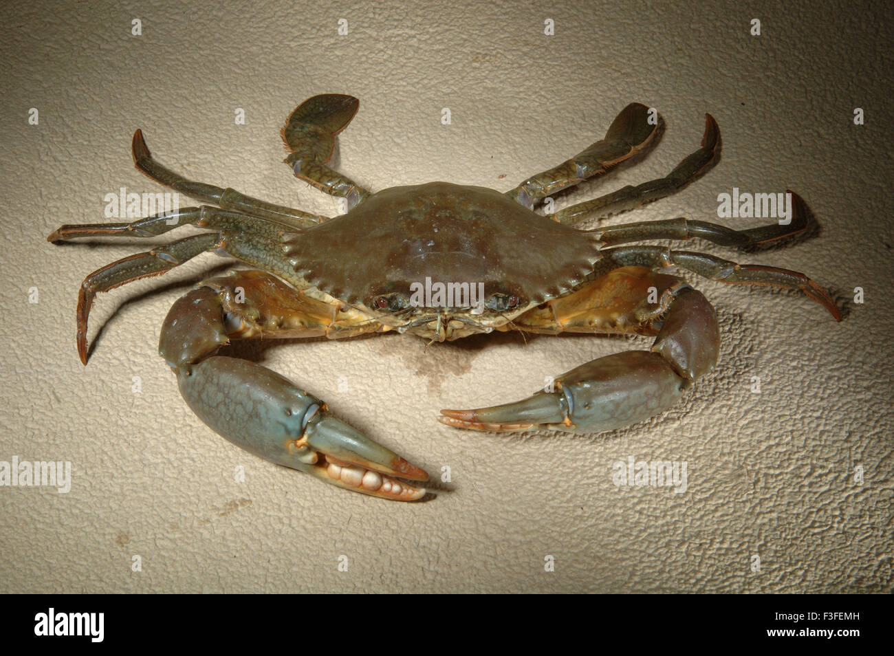 Wie Viel Beine Hat Eine Krabbe www.alamy.de