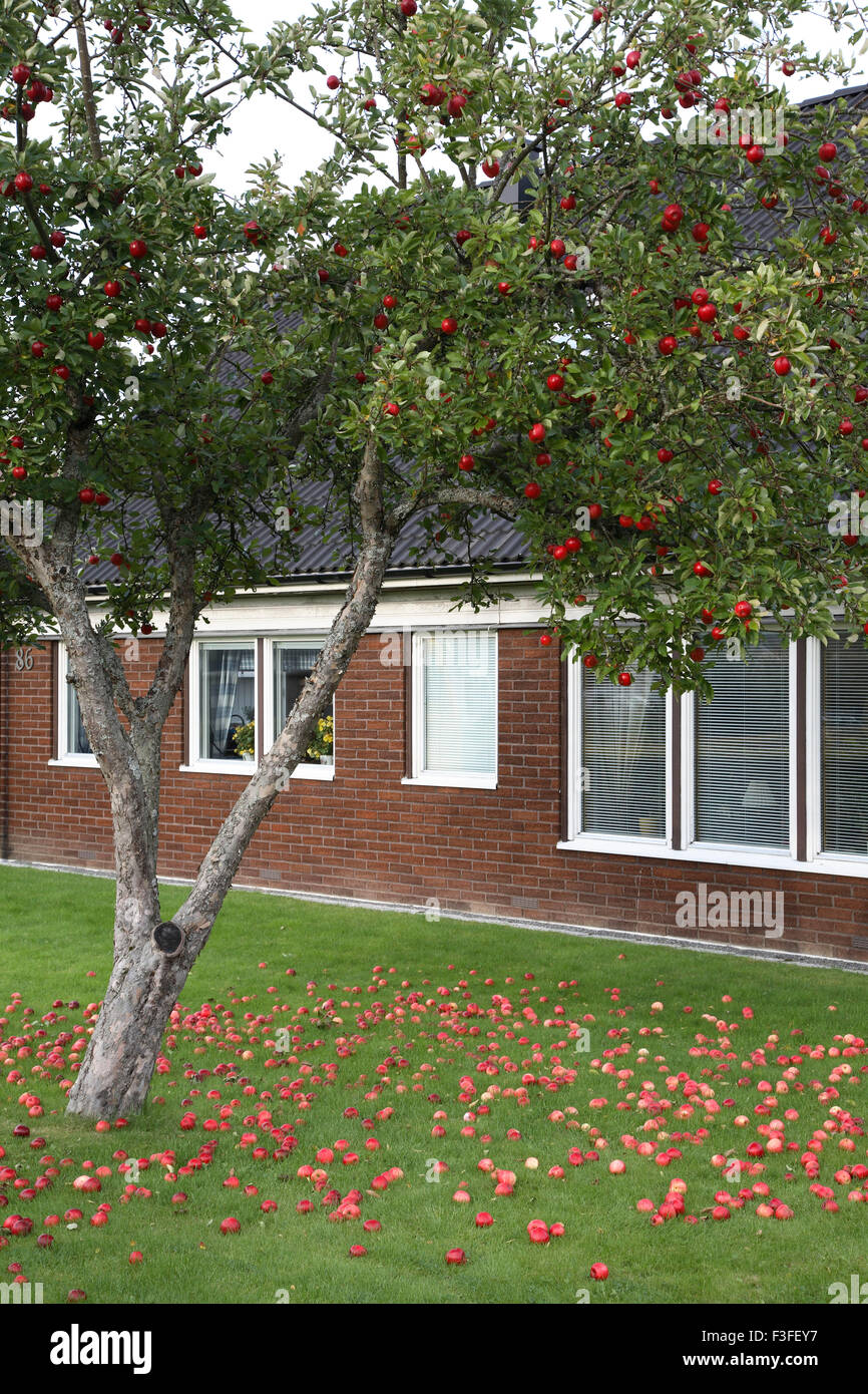 Roter Apfelbaum auch gefallene Äpfel auf grünem Rasen Stockfoto