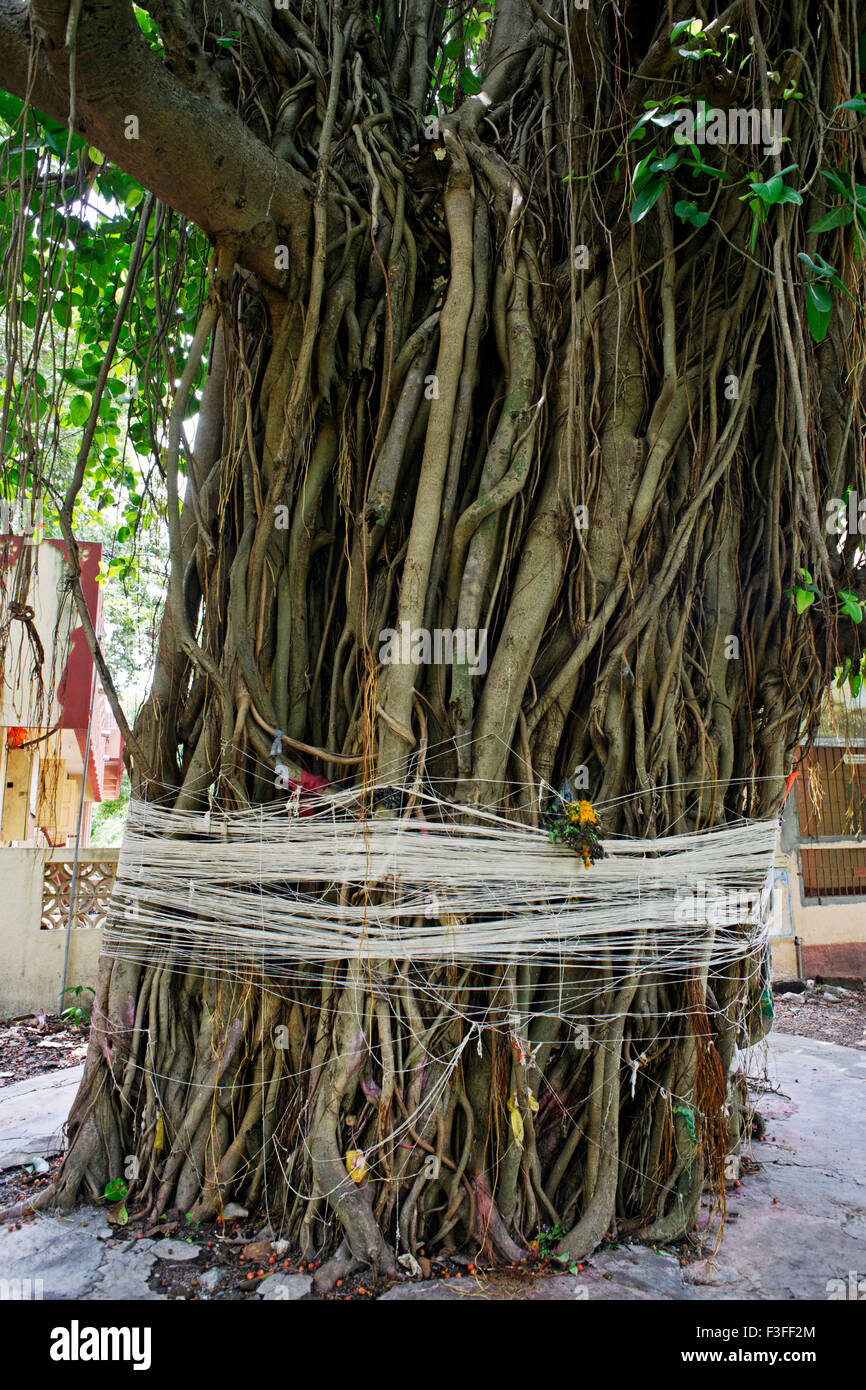 Banyan-Baum im Nagnath-Shiva-Tempel; Vasai Fort 1740 n. Chr. von Chimaji Appa; Distrikt Thane; Maharashtra; Indien Stockfoto
