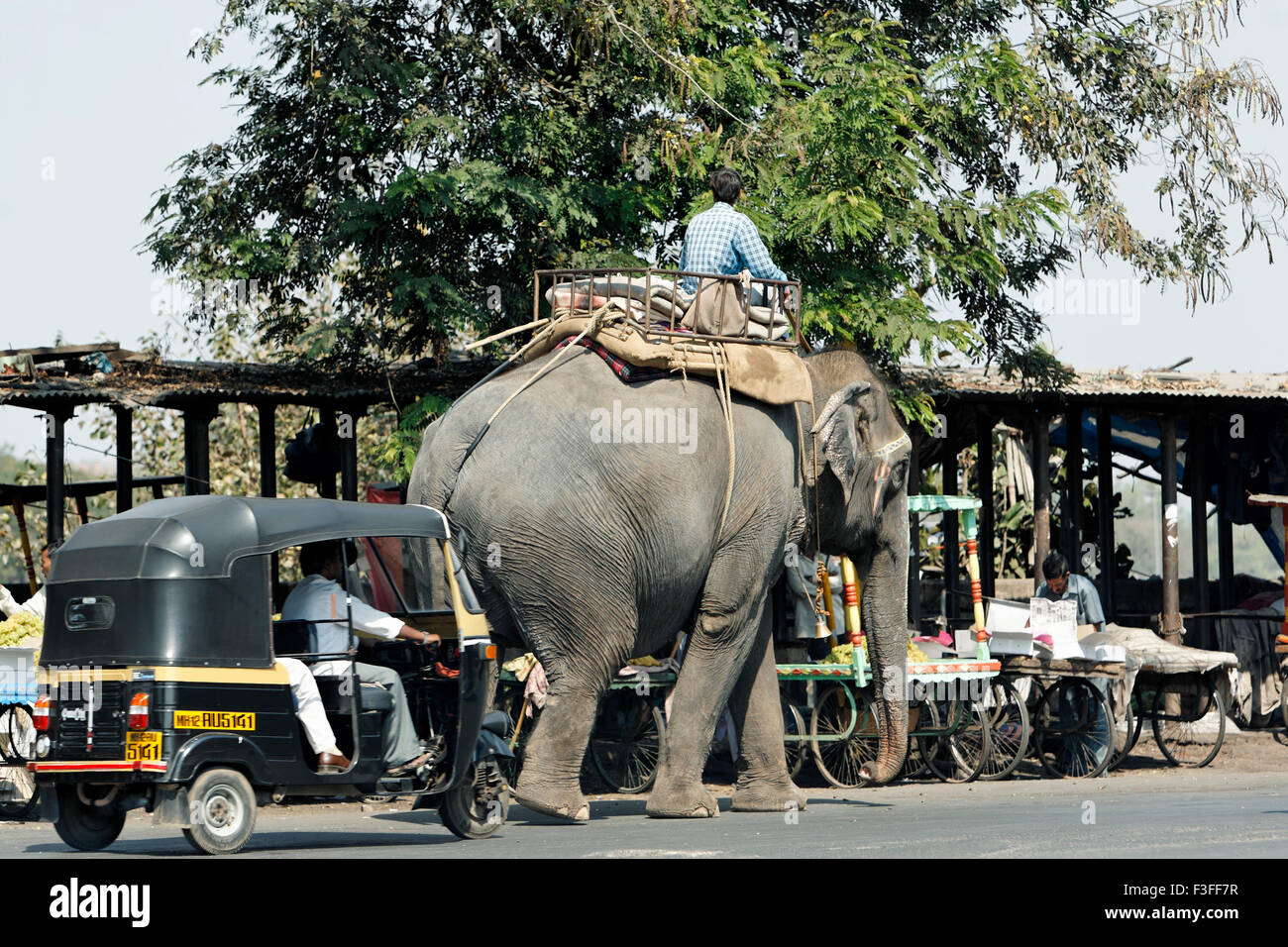 Elefanten auf der Straße; Pune; Maharashtra; Indien Stockfoto