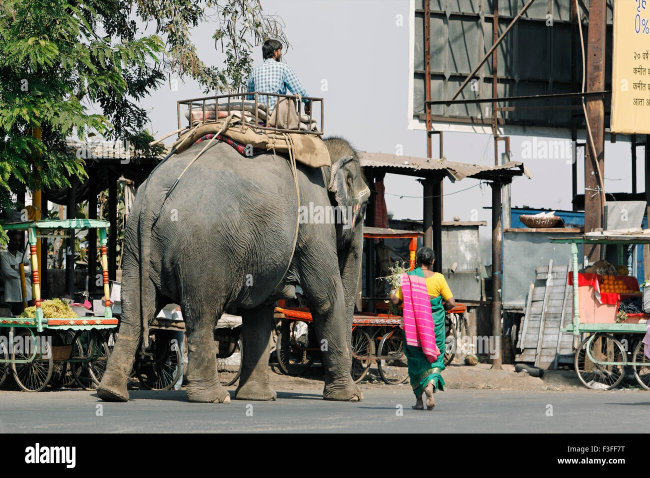 Elefanten auf der Straße; Pune; Maharashtra; Indien Stockfoto