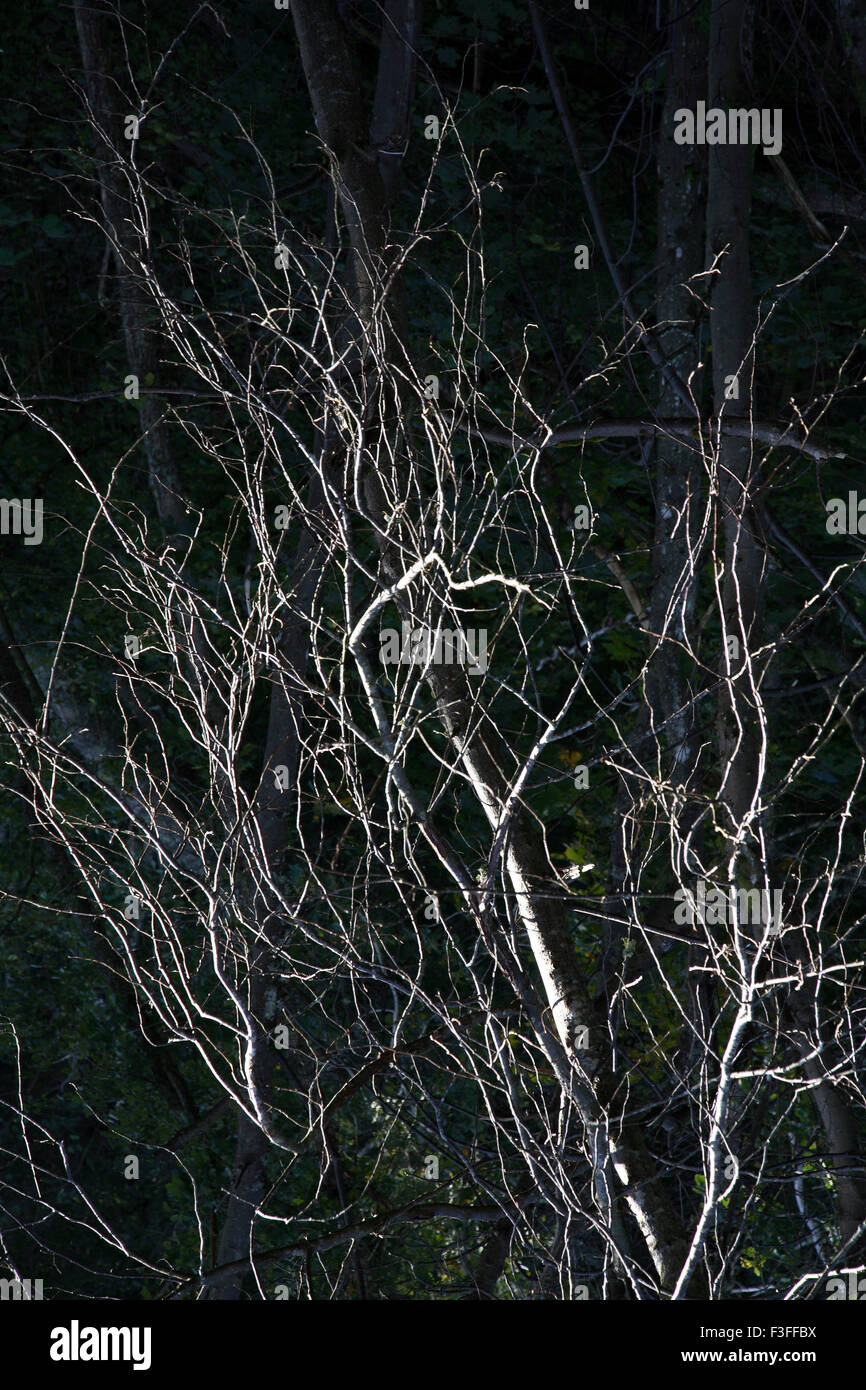 Leafless Baum, Göteborg, Vastra Gotaland County, Schweden, Nordische Länder, Europa Stockfoto