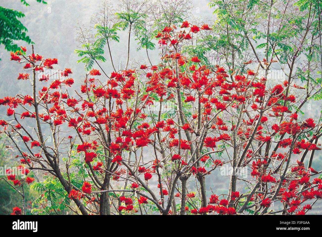 Rhododendron rote Blumen Baum; Uttarakhand; Indien; Asien; asiatisch; Indisch Stockfoto