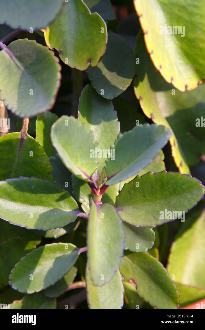 Heilpflanze; Panphuti; botanische Namen Bryophyllum Pinnatum; Familie Crassulanceae Stockfoto