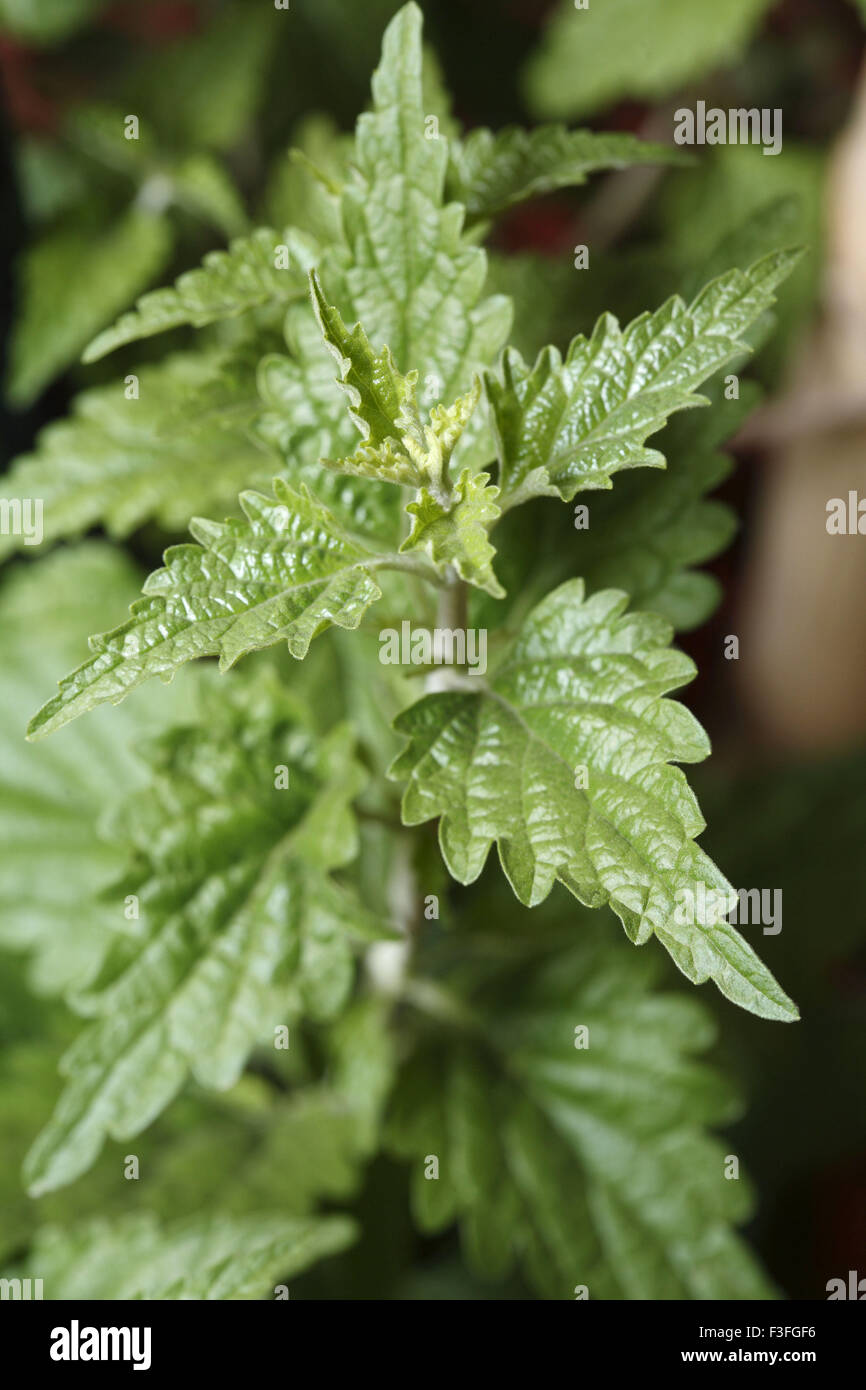 Heilpflanze; Strauch; Patkaru; Botanischer Name Roylea Elegans; Familie Lamiaceae Stockfoto