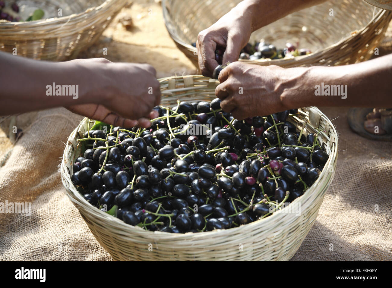 Indischer Name Bewohner oder Jamun oder Jamblang; Botanischer Name Syzygium cumini Stockfoto