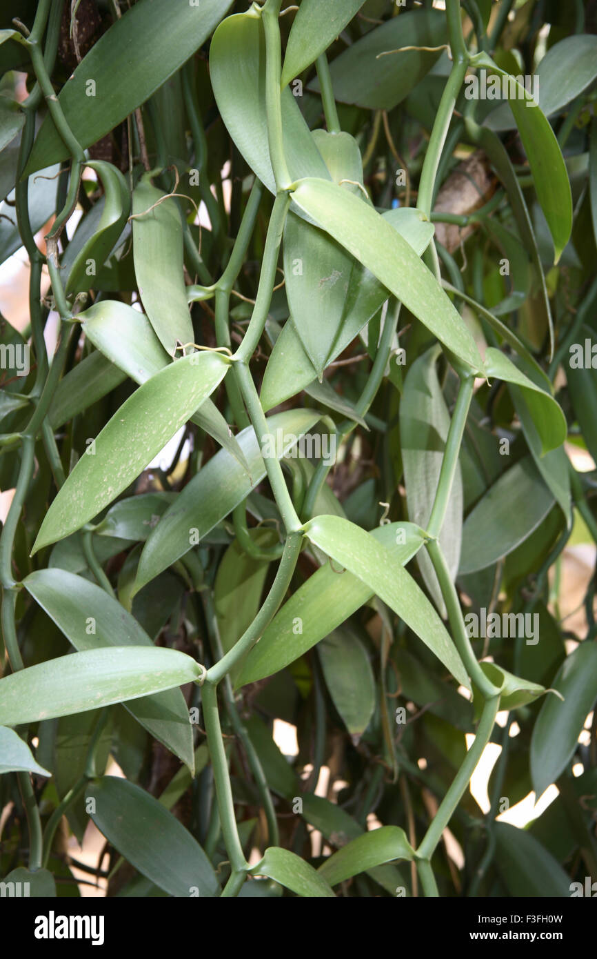 Vanille Ranke Pflanze lateinischen Namen Vanilla Planifolia Essen Geschmack; Kerala; Indien Stockfoto