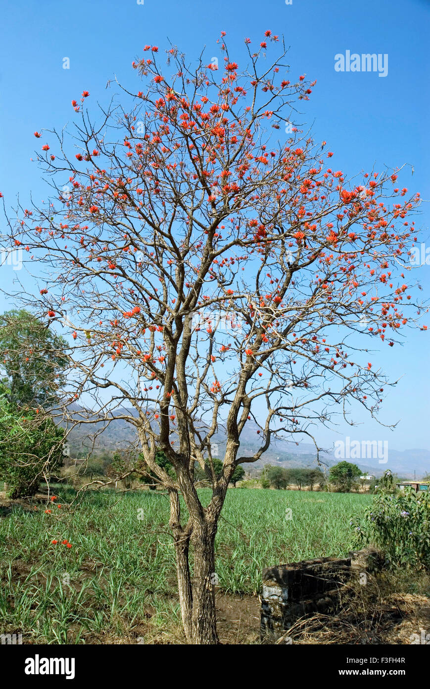 Indischer Korallenbaum Pangara; Lateinischer Name Erythrina indica Stockfoto