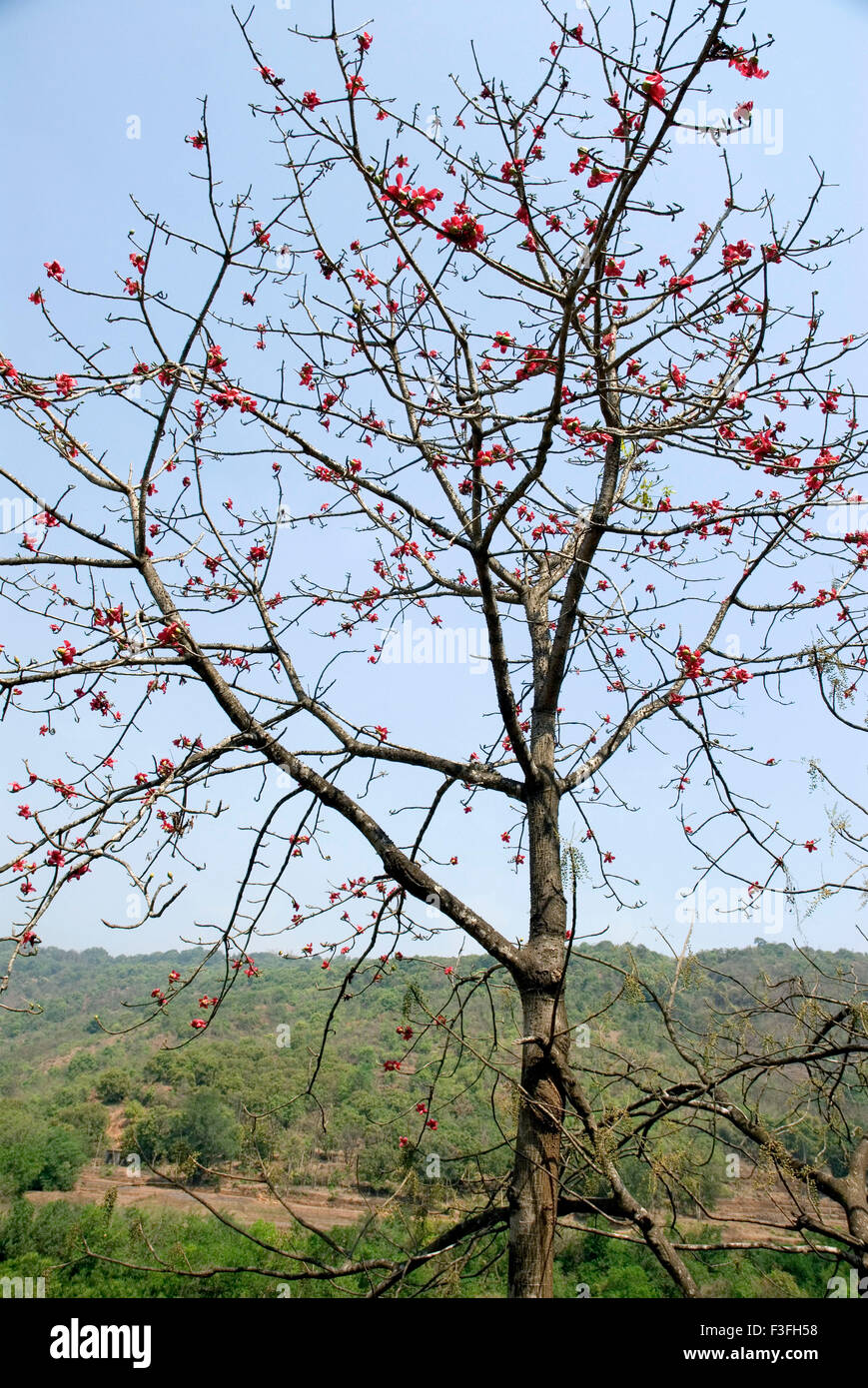 Gemeinsamen Namen rote Seide Baumwolle Baum; Shalmali; Katesavar; Lateinischer Name Salmalia Malabarica; Blüte im Sommer Stockfoto