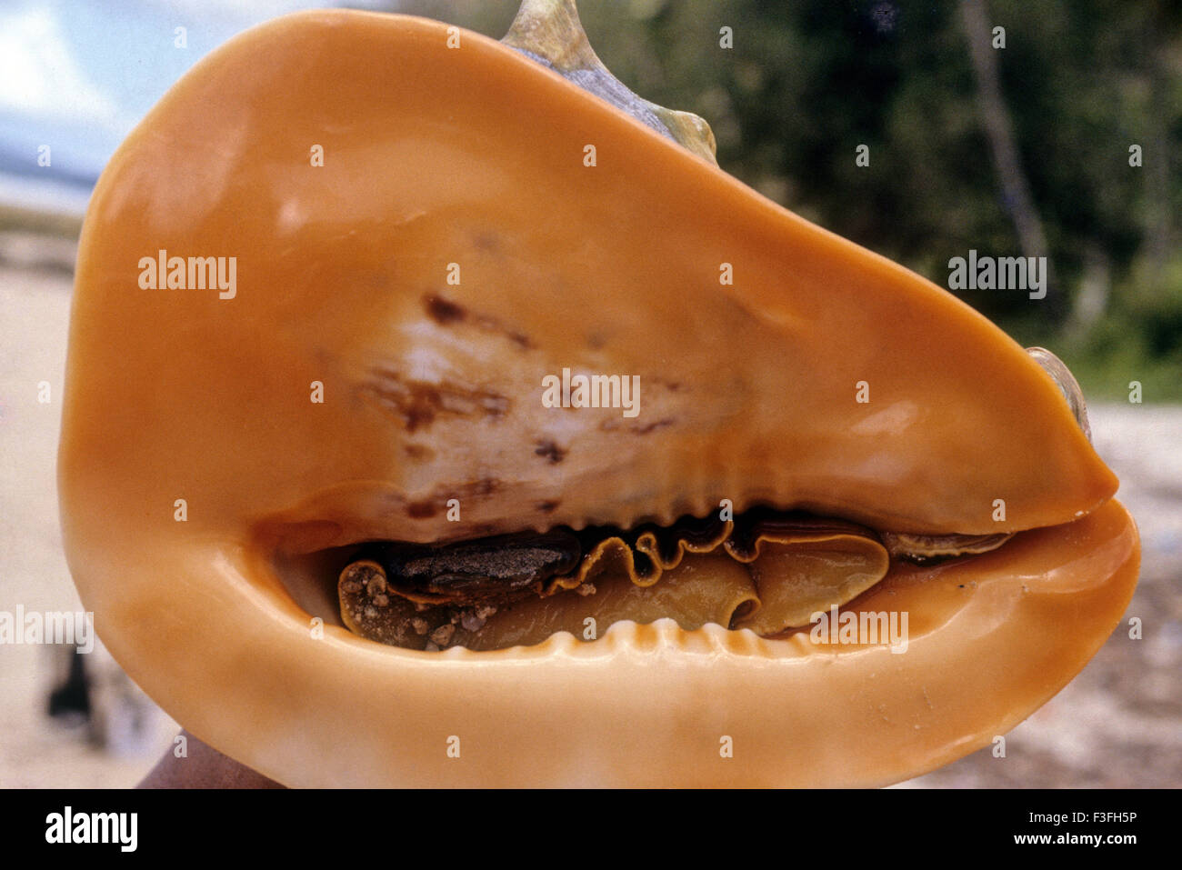 Muschel; Seeschnecke; Phylum Molluska; Muschelschale Stockfoto