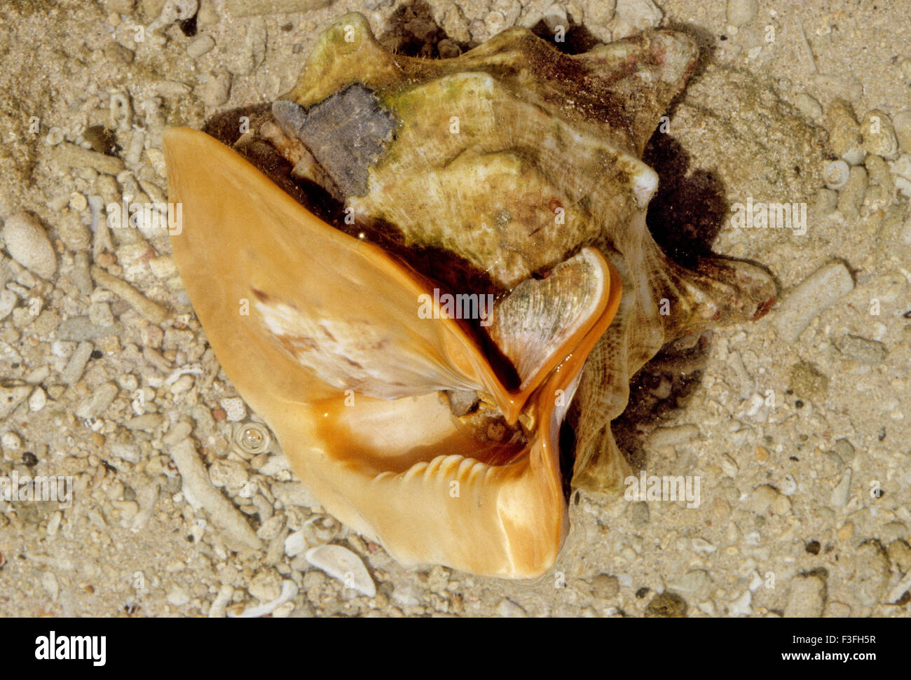 Königsschale; Cassis tuberosa; Königshelm; Andaman und Nicobar Island; Indien; Asien Stockfoto