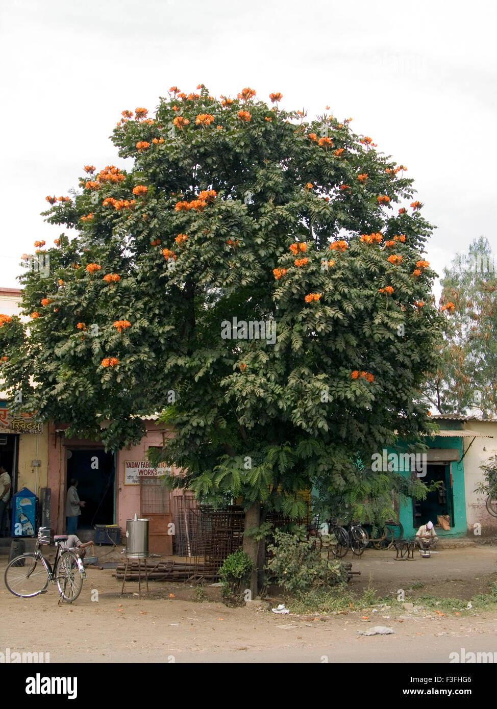 Allgemeiner Name afrikanischen Tulpenbaum; Lateinischer Name Spathodea Campanulata; Rote Blumen Stockfoto