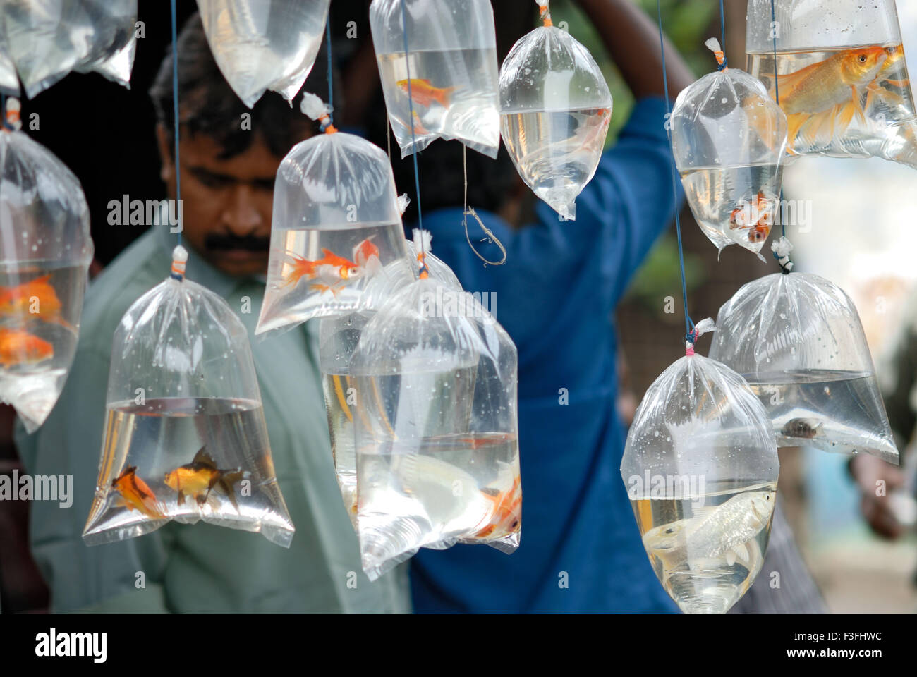 Verschiedene Arten von Fischen, die für Verkauf in Plastiktüten gehalten werden; Indien Stockfoto