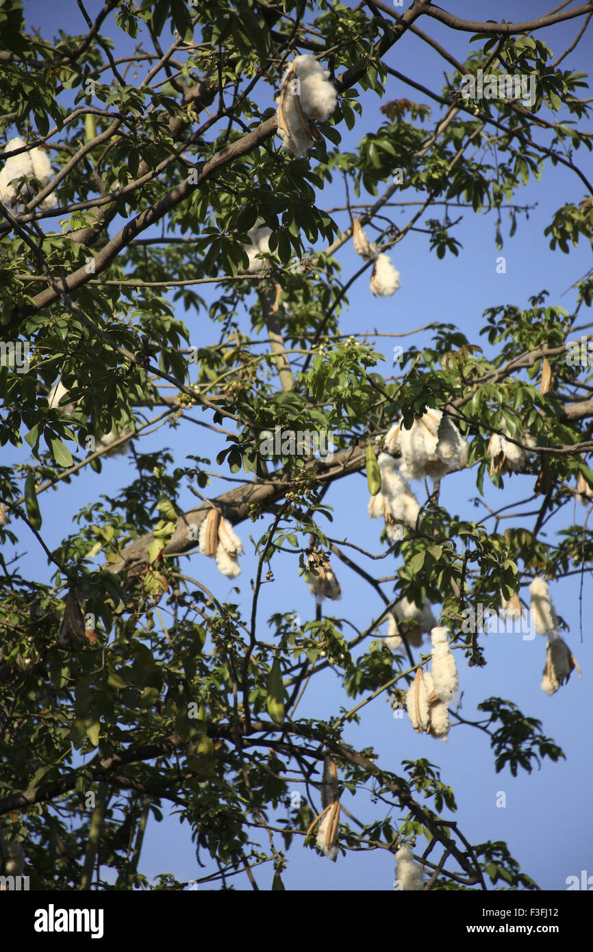 Baum; weiße Seide Baumwolle Baum; Kapok Ceiba Pentandra; Indien Stockfoto