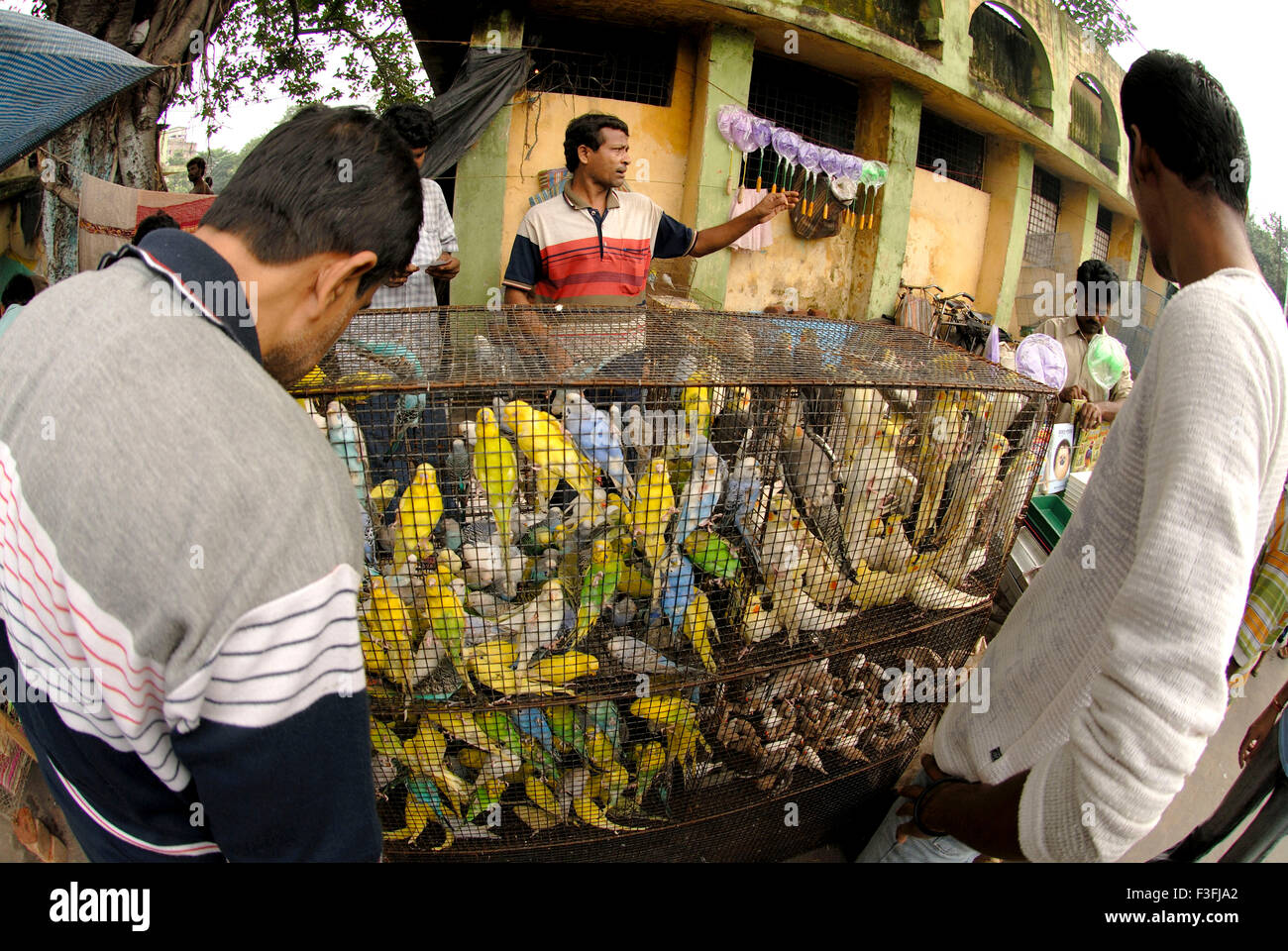 Vögel; Die Kaufinteressenten Vögel im Galif St. Vögel Markt zu prüfen; Calcutta; Westbengalen; Indien Stockfoto