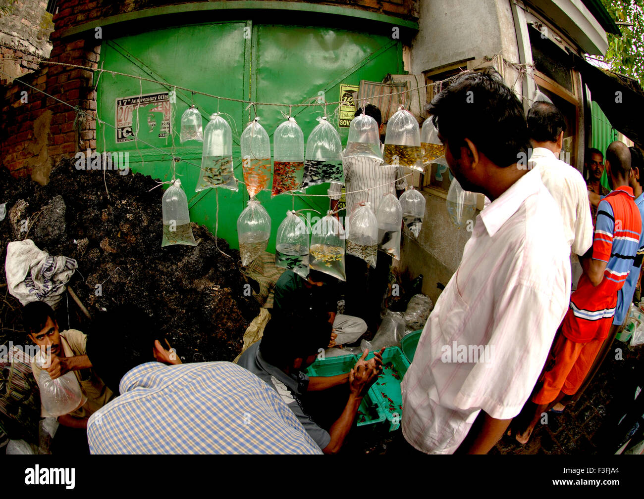Der junge Aqua Fischverkäufer Anzeigen von Aktien; Westbengalen; Indien Stockfoto