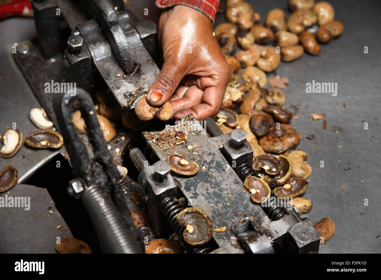 Cashew-Kerne mit Hilfe von Hand schneiden betrieben mechanische Stahles Gerät in Fabrik; Konkan Region; Maharashtra; Indien Stockfoto