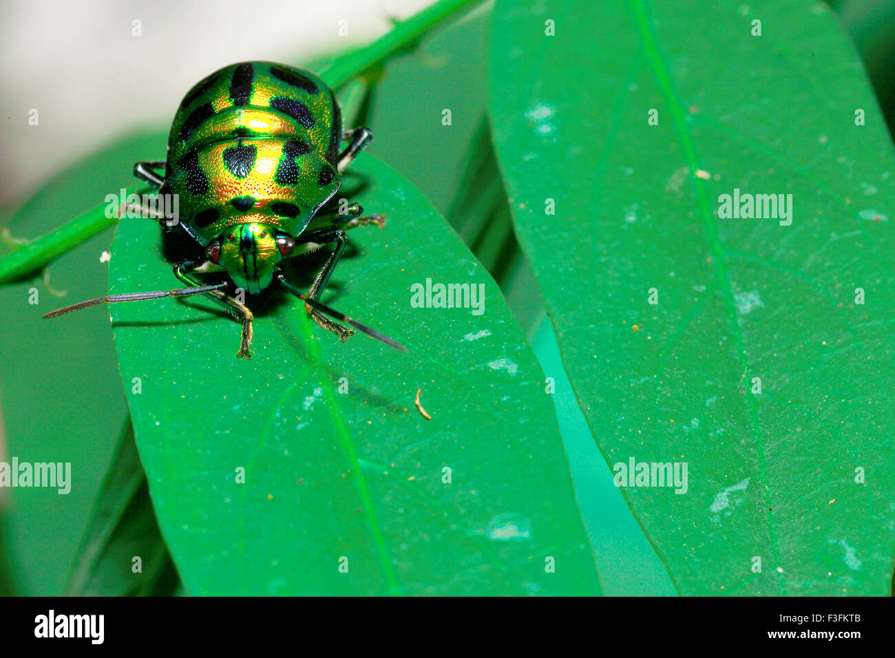 Insekt; Gold Bug mit schwarzen Tupfen auf grünes Blatt; Calicut; Kerala; Indien Stockfoto