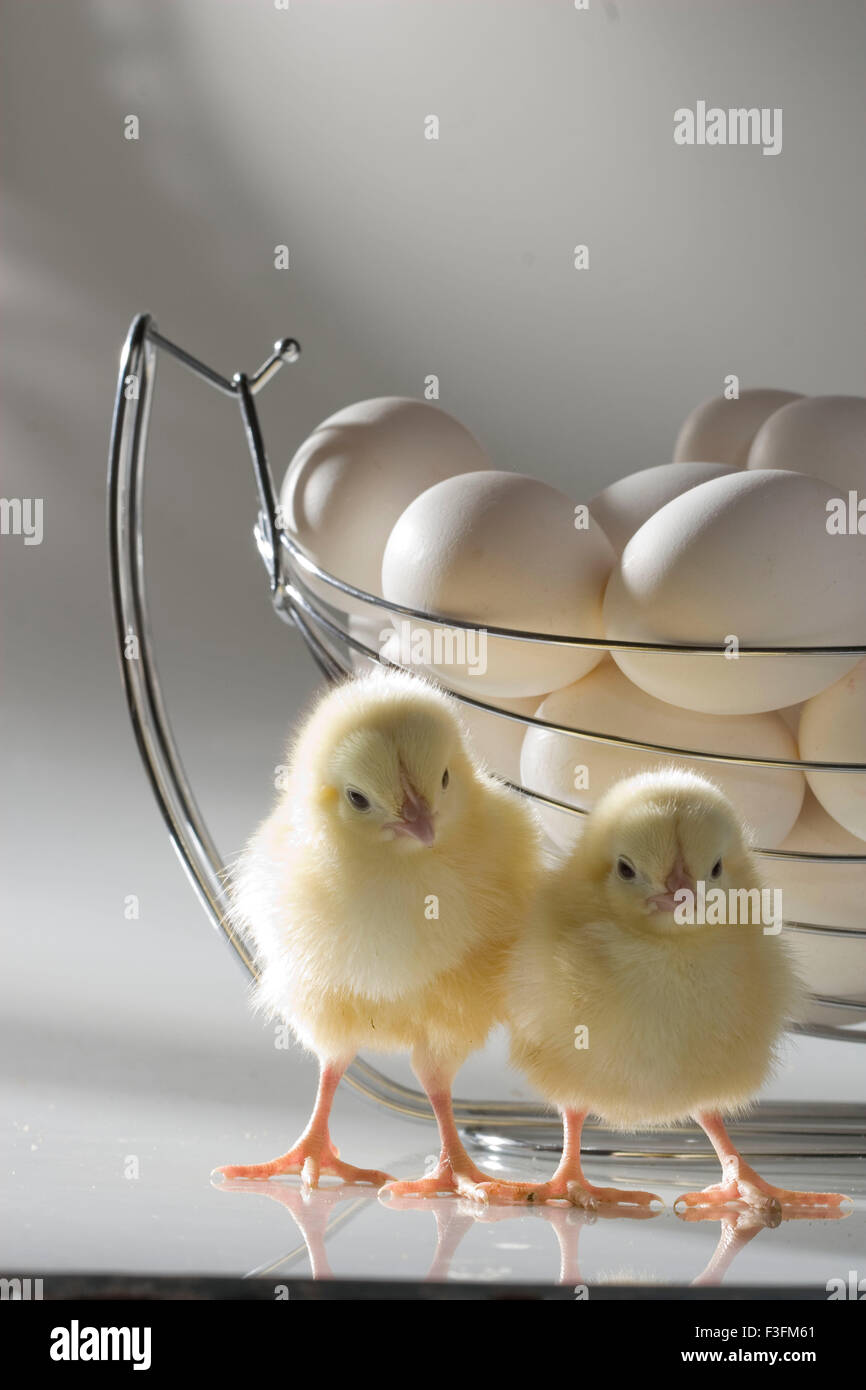 Geflügel-Tier; Hühner mit Eiern in Stahl Eimer Stockfoto