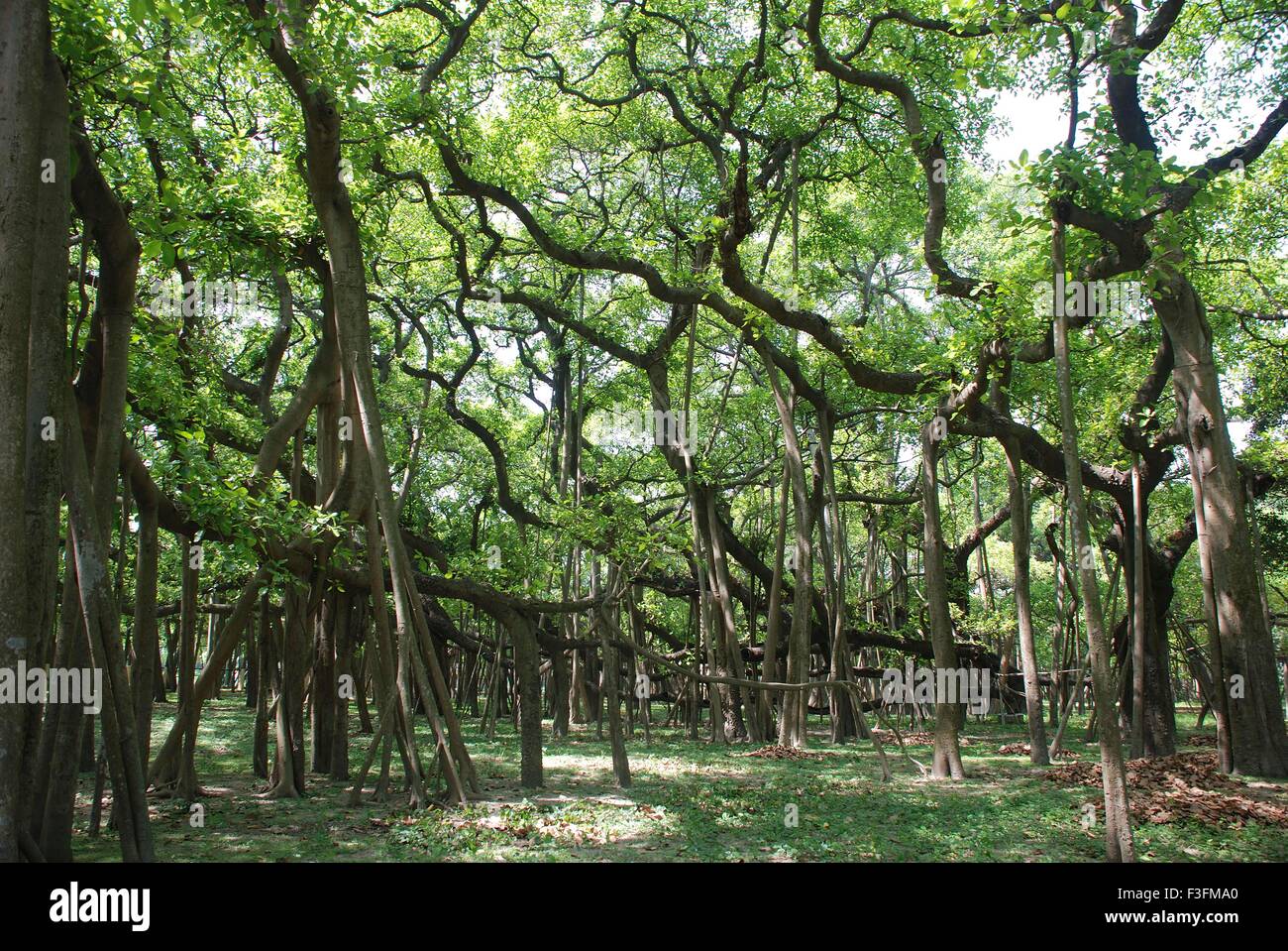 Großen Banyan-Baum botanischen Garten in Howrah; Calcutta; Westbengalen; Indien Stockfoto