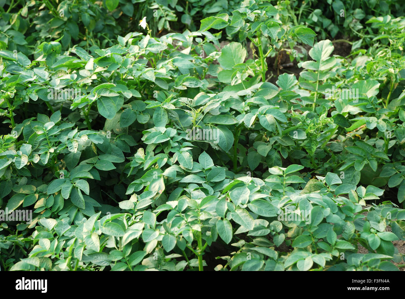 Grüne Blattpflanze; Howrah; Kalkutta; Kalkutta; Westbengalen; Indien; Asien Stockfoto