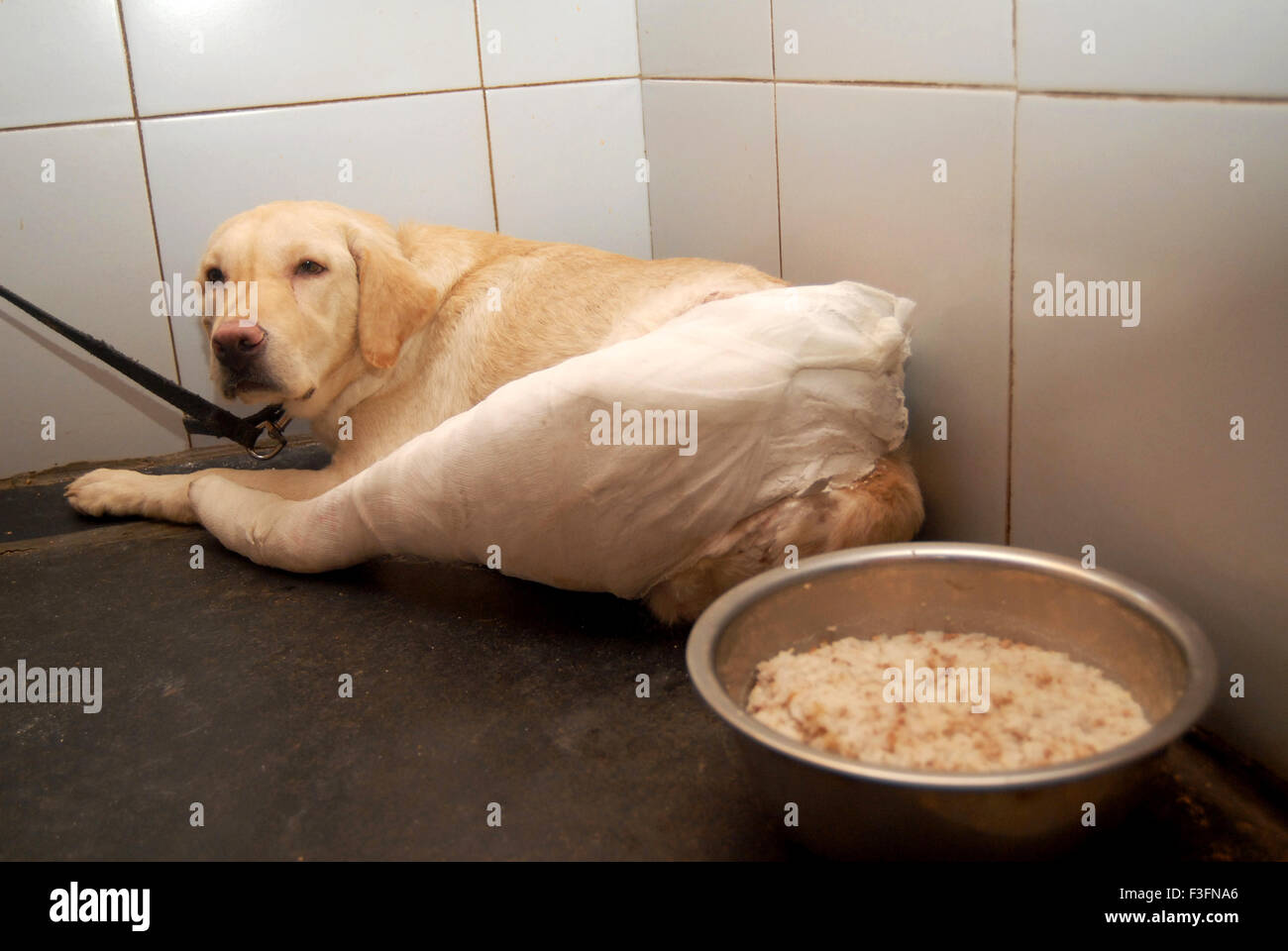 Ein Hund in der Tierklinik Parel behandelt werden; Bombay jetzt Mumbai; Maharashtra; Indien Stockfoto