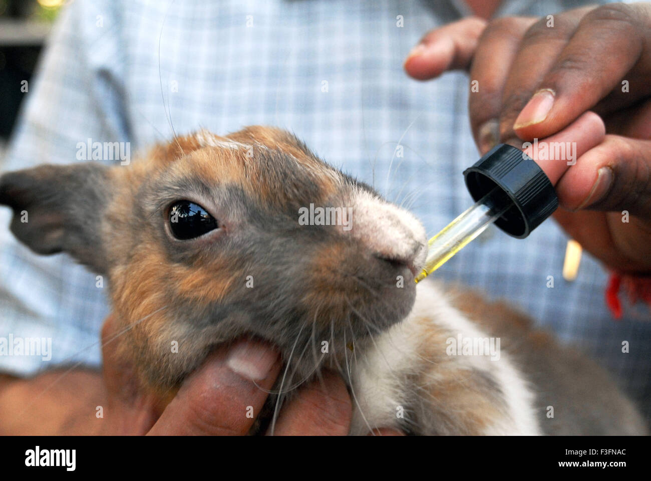 Ein Kaninchen auf die Parel Tierklinik behandelt werden; Bombay jetzt Mumbai; Maharashtra; Indien Stockfoto