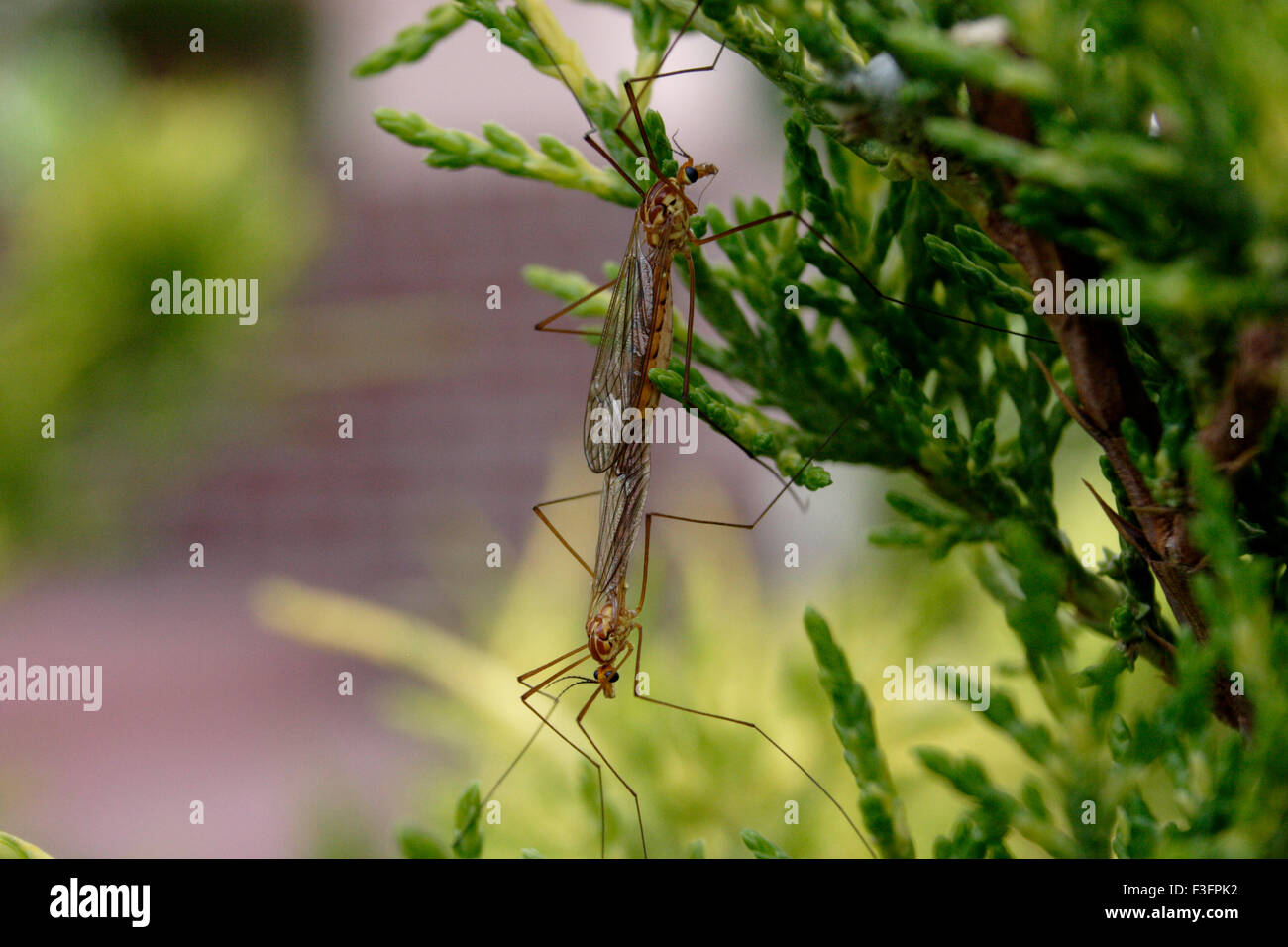 Dragon Paarung, Denver, Colorado, USA, Vereinigte Staaten von Amerika, US, Vereinigte Staaten, Amerika, Amerikaner Stockfoto