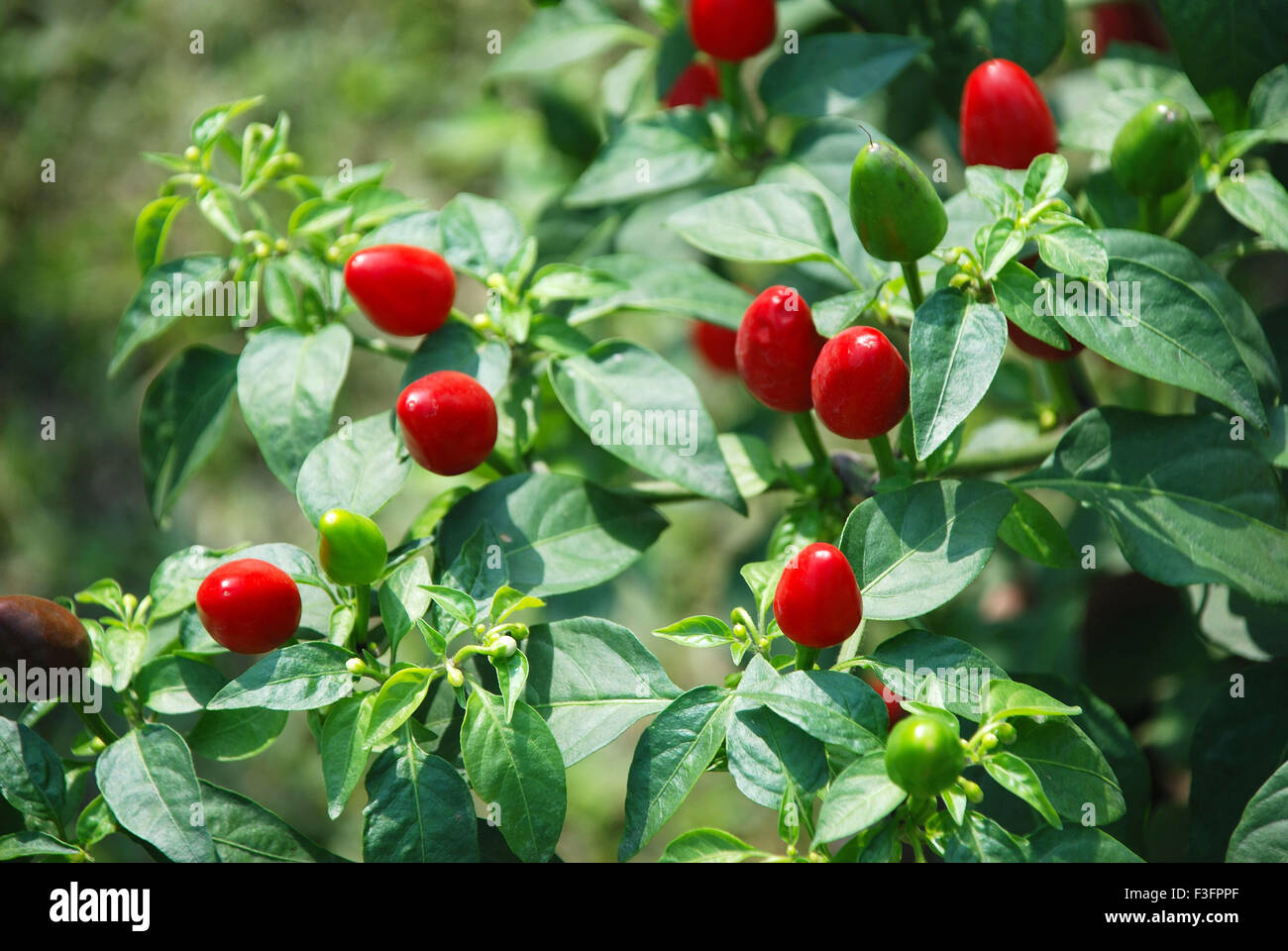 Rote Chiliplanze; Chiliplanze; Chilipeffer; chile; chilipeffer; Chili; Chili; Howrah; Kalkutta; Kalkutta; Westbengalen; Indien; Asien Stockfoto
