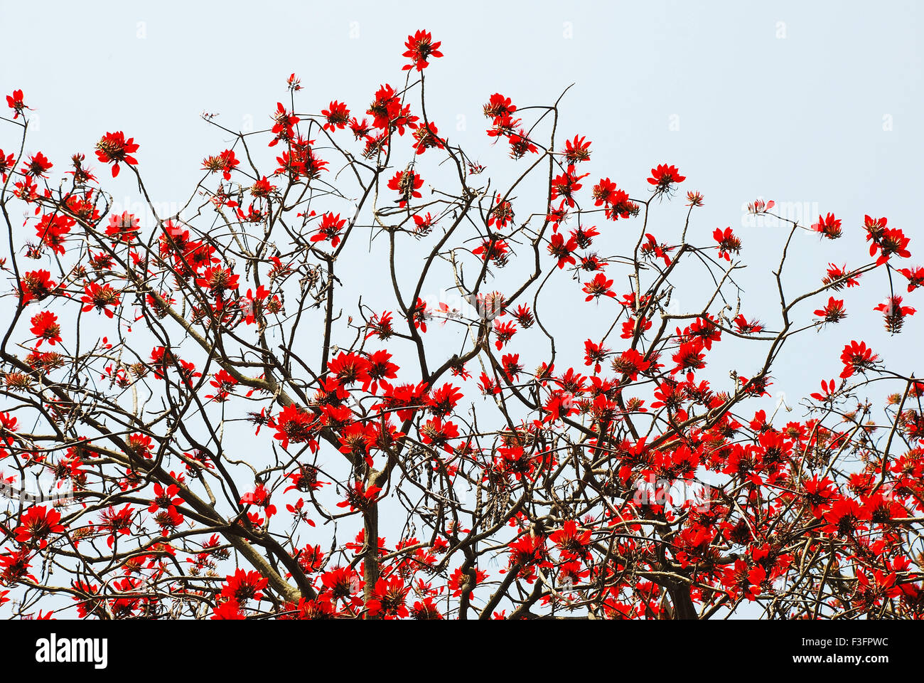 Blühender Baum; rote Blumen; Frühlingszeit; Howrah; Kalkutta; Kalkutta; Westbengalen; Indien; Asien Stockfoto