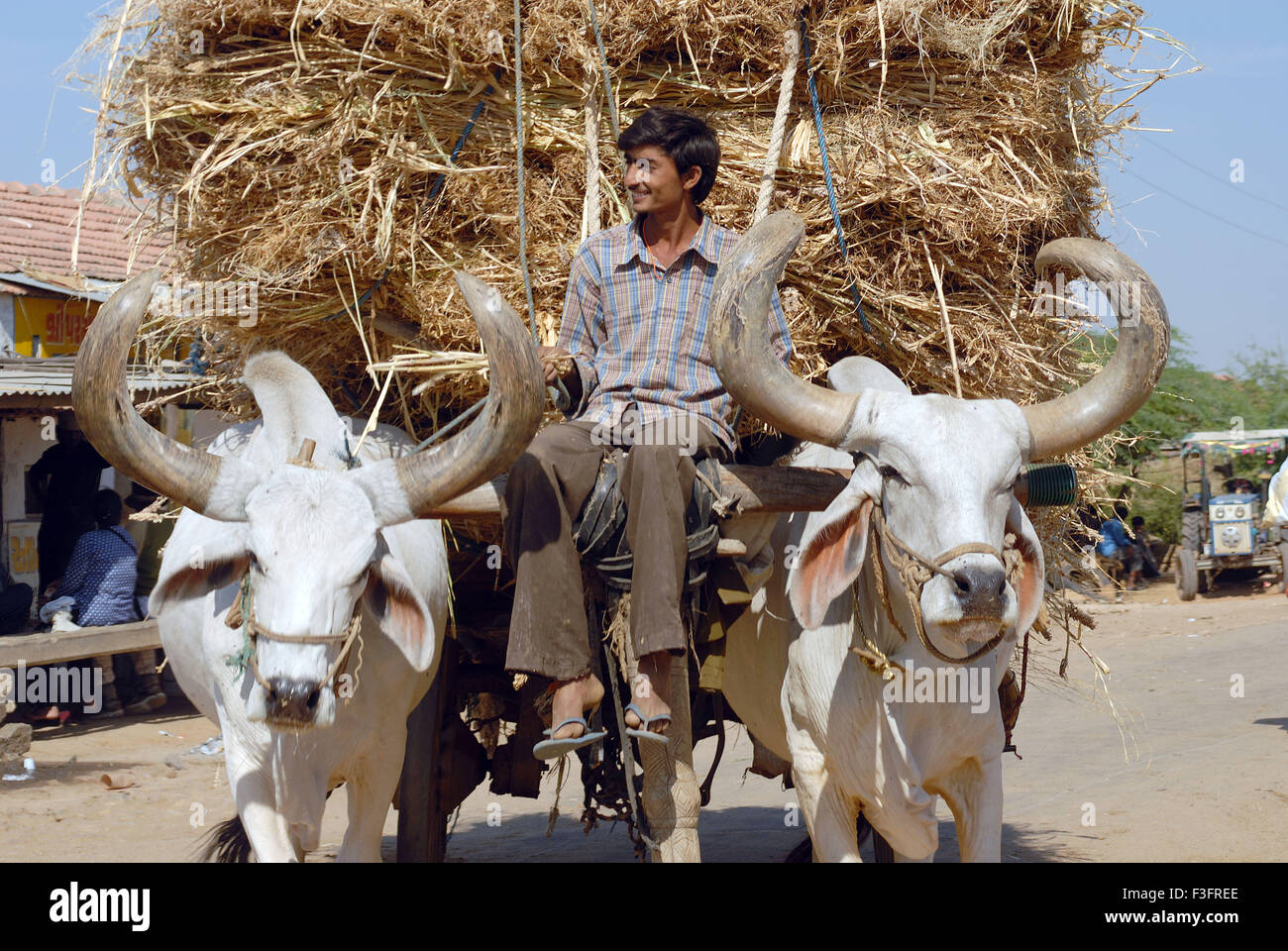 Ochsenkarren; Kutch; Gujarat; Indien Stockfoto