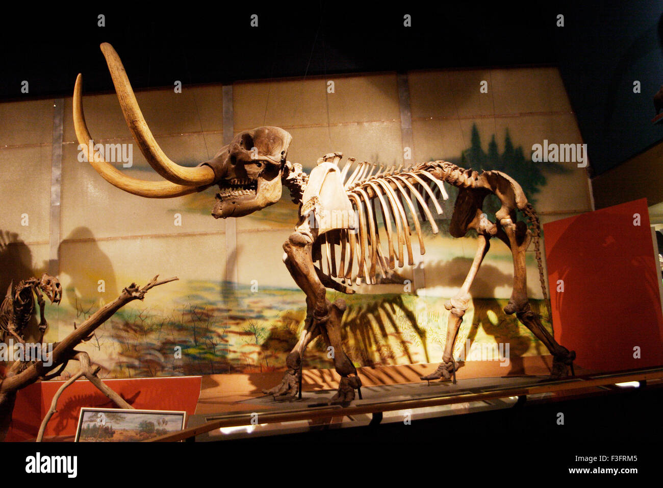 Skelett eines Mastodons 350 bis 10 tausend Jahren Stockfoto