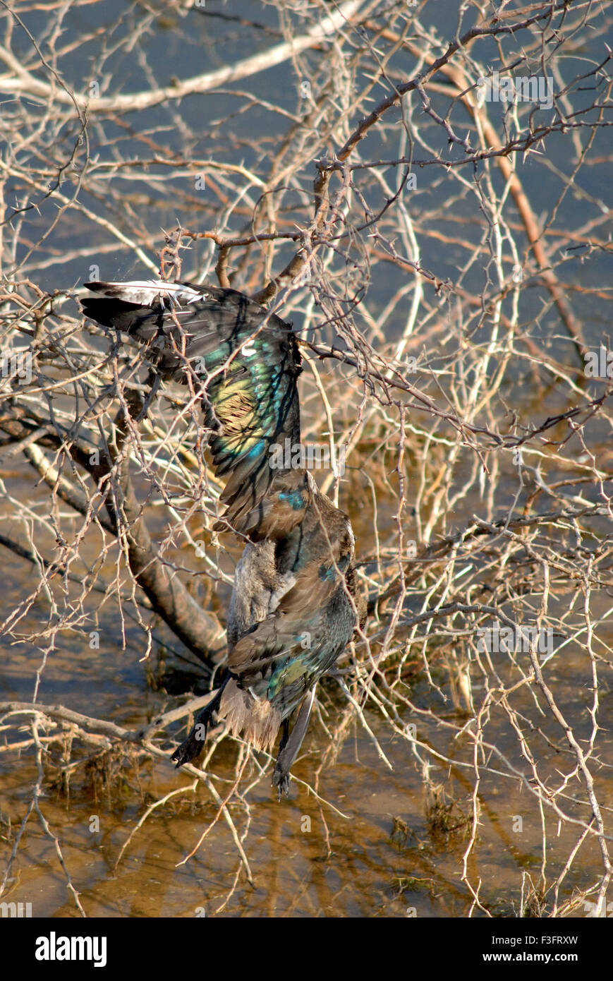 Vögel; Zum Tode gefangen; Pfau; Kutch; Gujarat; Indien Stockfoto