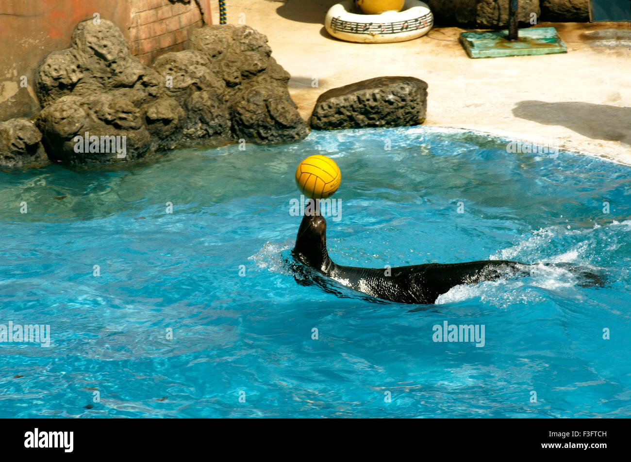 Seelöwen, die gelbe Kugel Mund zeigt Engagement Blauwasser Delphin Ausgleich zeigen Safari World Bangkok Thailand Stockfoto