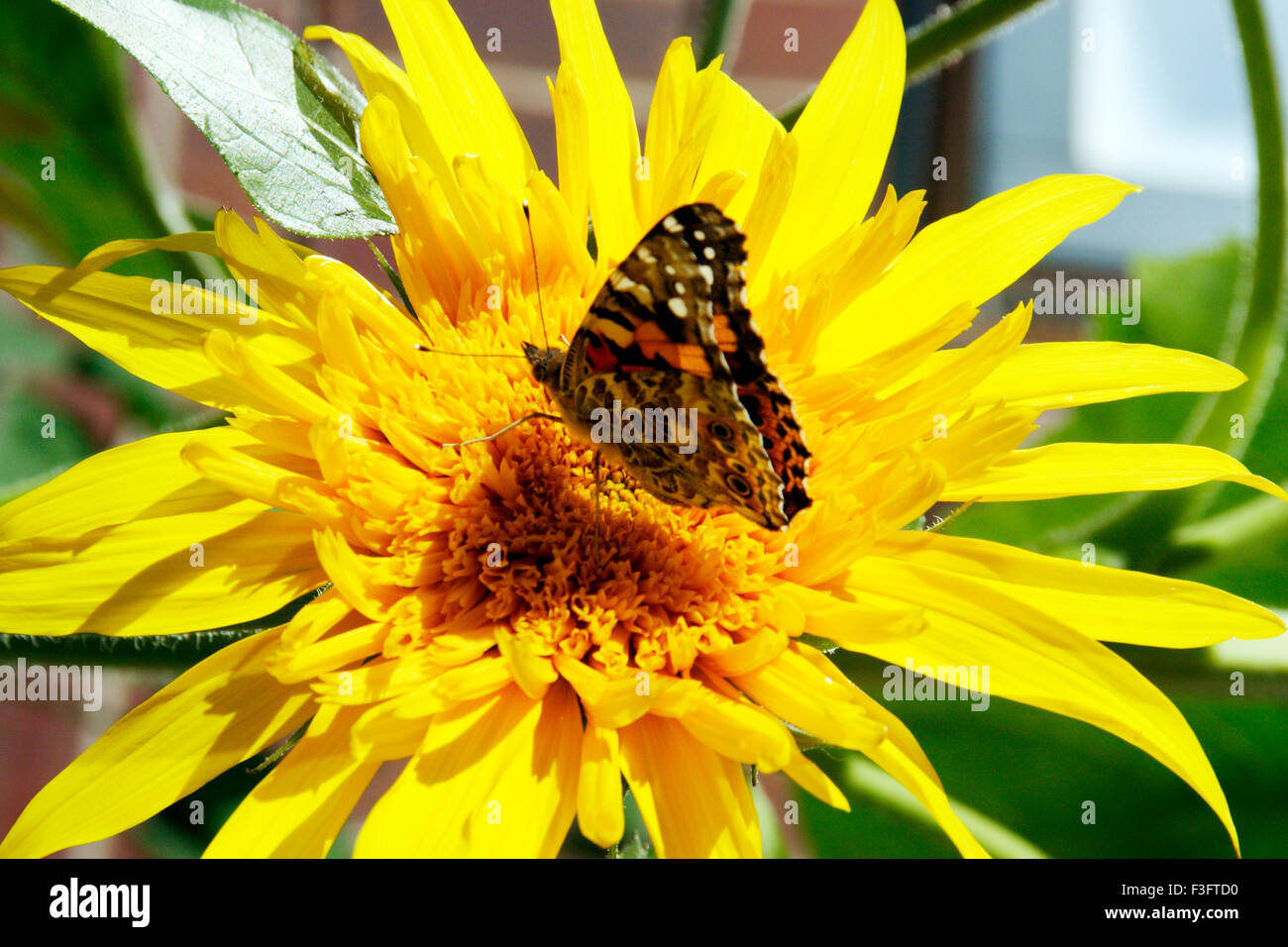 Schmetterling-Name der indischen Admiral auf einer Sonnenblume Stockfoto