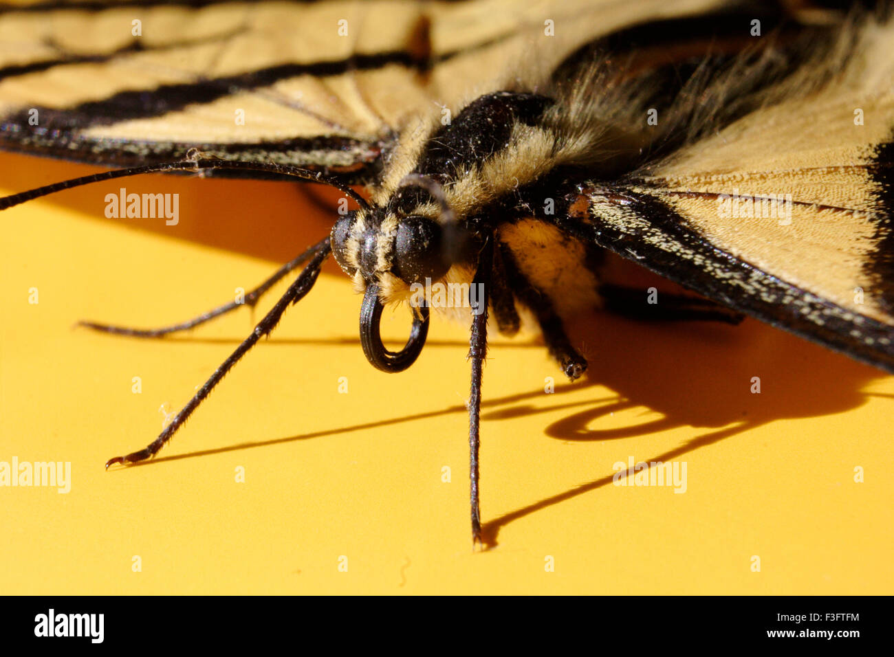 Schmetterling; zwei tailed Schwalbenschwanz Papilio Multicadata; Indien Stockfoto