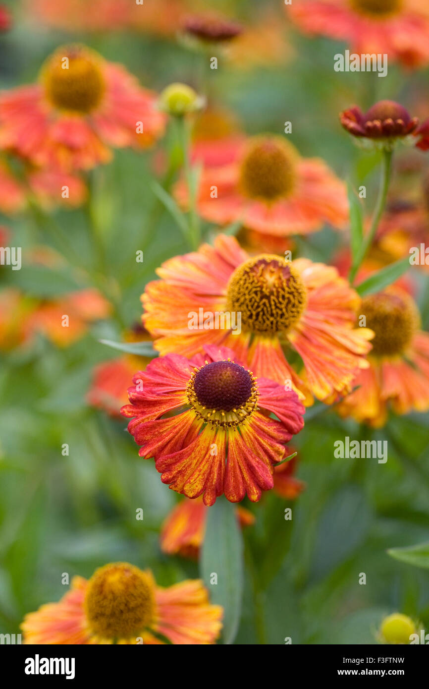 Helenium 'Riverton Gem' Blumen. Sneezeweed Blumen in einem krautigen Grenze. Stockfoto