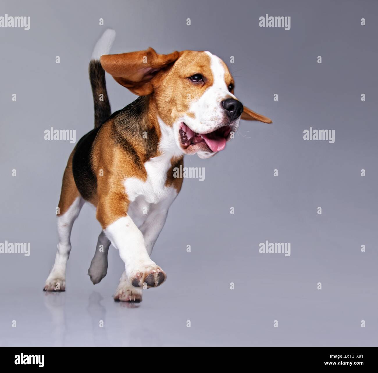 Beagle Welpen auf grauem Hintergrund isoliert Stockfoto