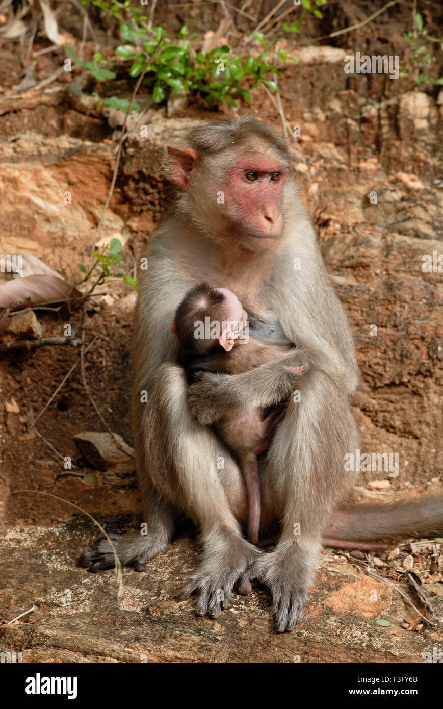 Motorhaube-Affe mit Baby am Straßenrand der bewaldeten Hügel; Palamuthircholai; Tamil Nadu; Indien Stockfoto