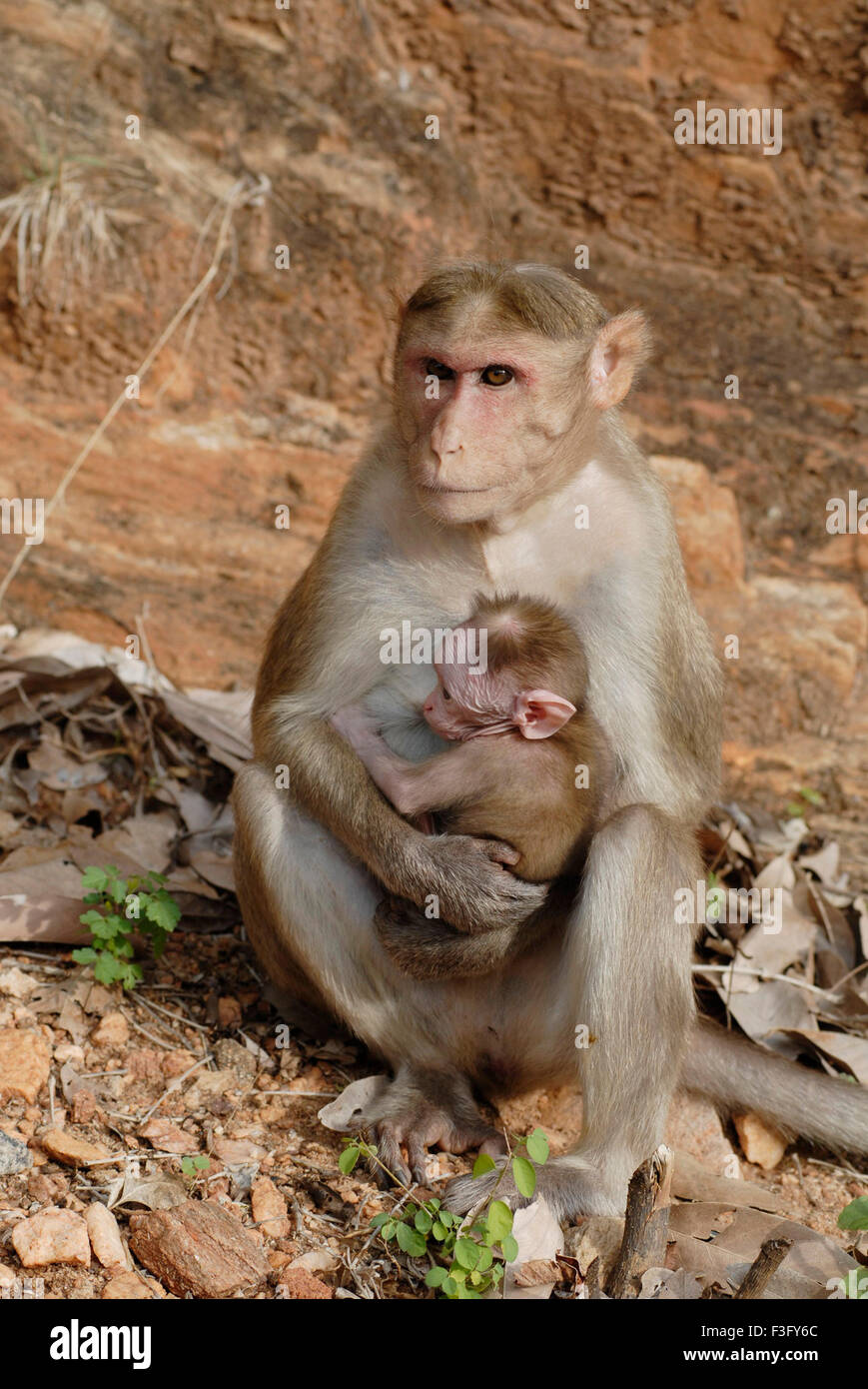 Motorhaube-Affe mit Baby am Straßenrand der bewaldeten Hügel; Palamuthircholai; Tamil Nadu; Indien Stockfoto