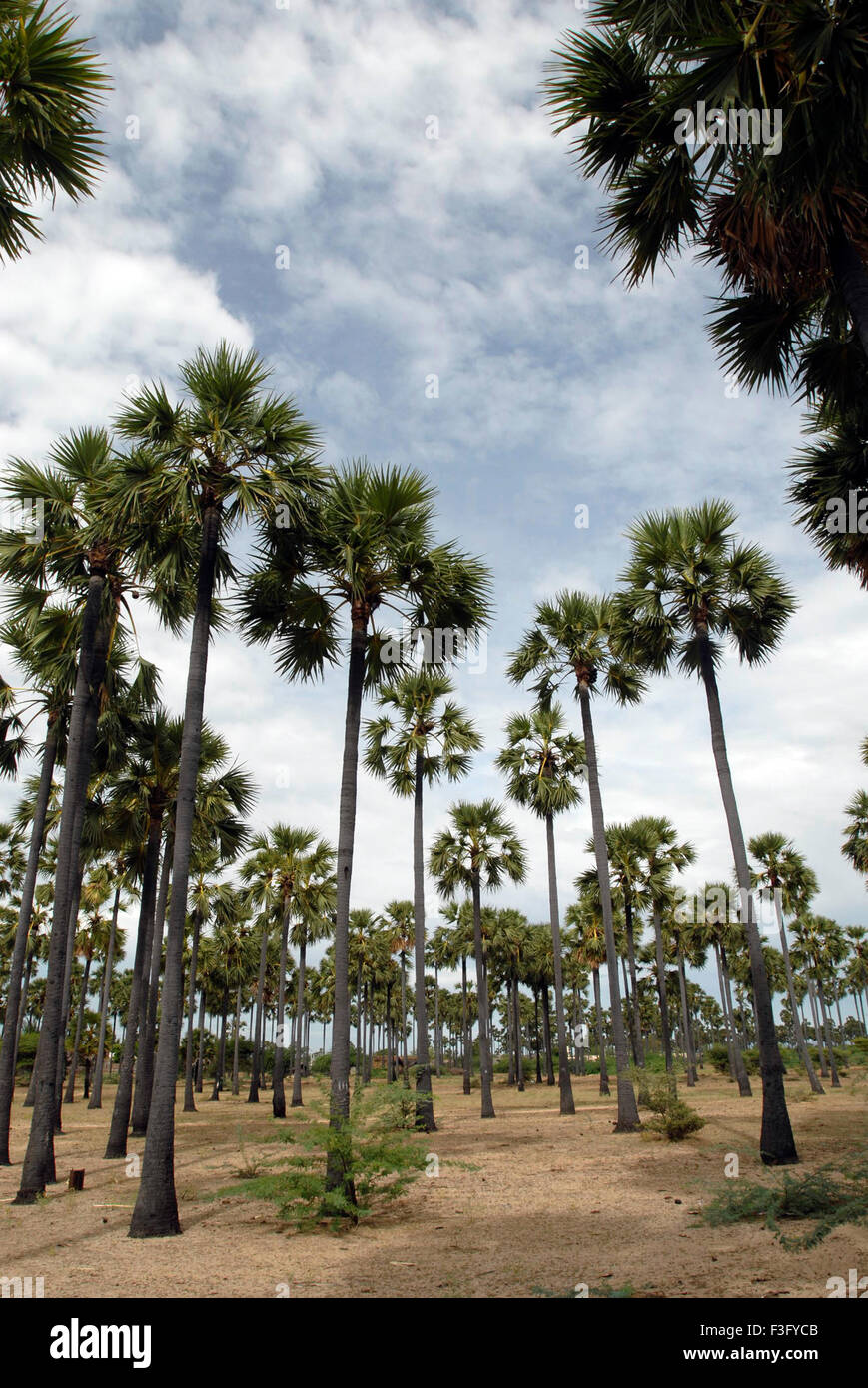 Palmen nahe Tiruchendur; Tamil Nadu; Indien; Asien Stockfoto